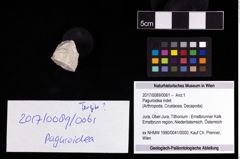Foto (Objekt + Etikett) von Paguroidea indet.  (NHMW-GEO-2017-0089-0061)